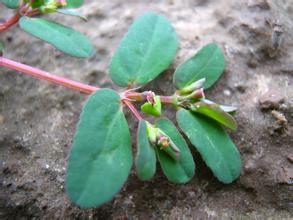 Dijincao & Herba Euphorbiae Humifusae