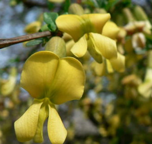 Jin Que Gen & Chinese Peashrub Root