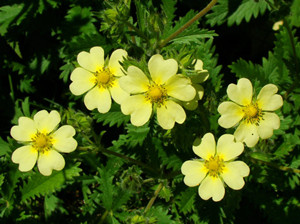 Fan Bai Cao & Potentilla discolor Bunge