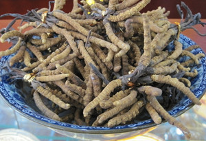 Dong Chong Xia Cao & Cordyceps Sinensis