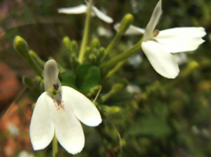 Xian He Cao & Agrimonia Pilosa